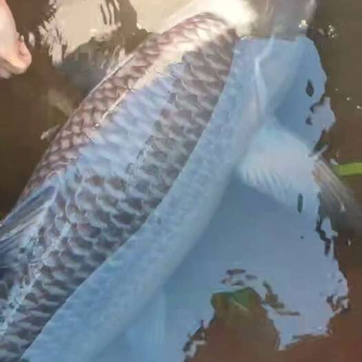 上海出售10—100➕精品大青鱼