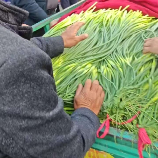 邯郸白毛蒜苔大量上市质量好，价格低