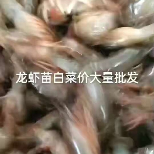 济宁龙虾苗优质龙虾苗