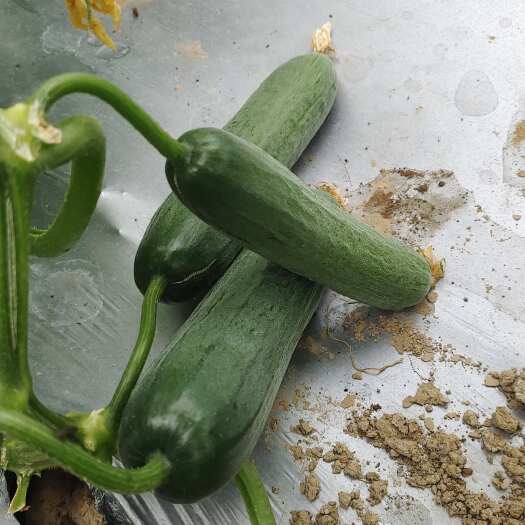 彭泽县有机水果黄瓜