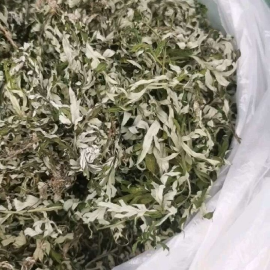 柳州艾叶