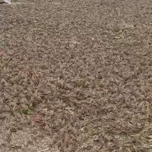 绍兴蚂蚱全部是青草养殖，营养丰富，