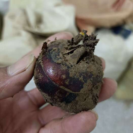 荔浦市毛马蹄