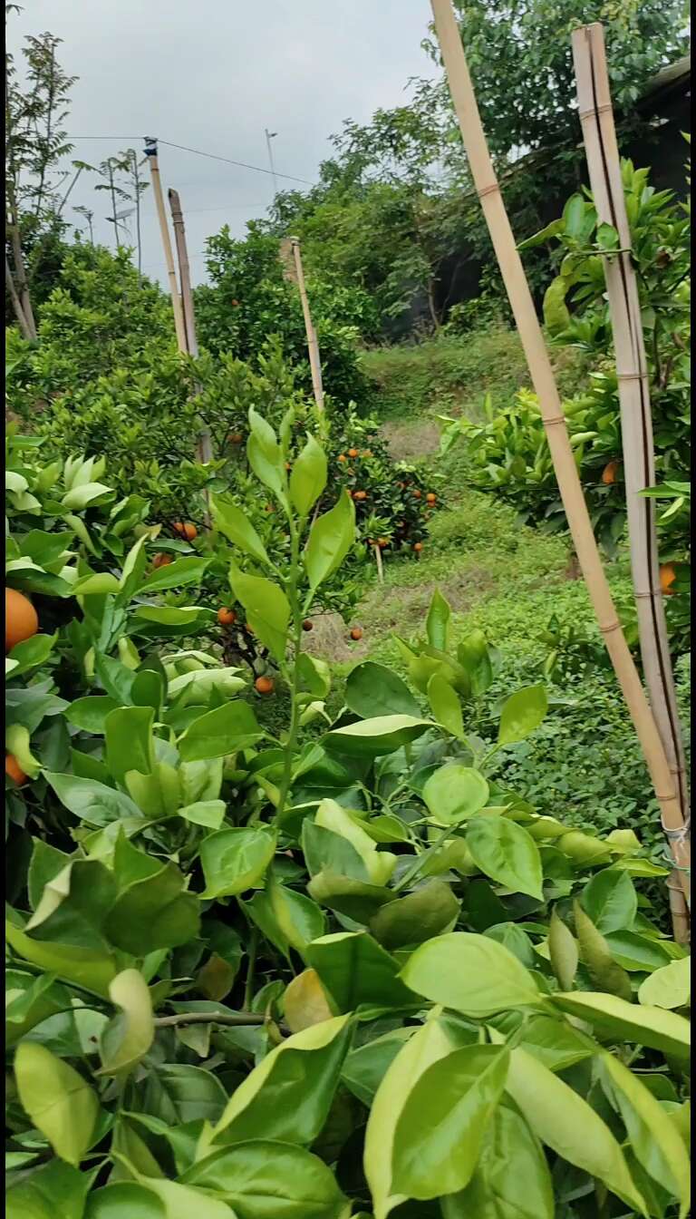 血橙