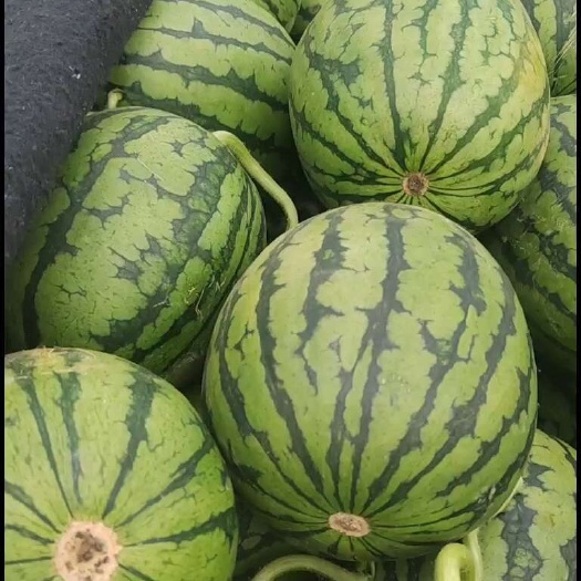 潍坊精品小糖丸一级2k头茬西瓜，种植基地直发8分熟口感脆甜。