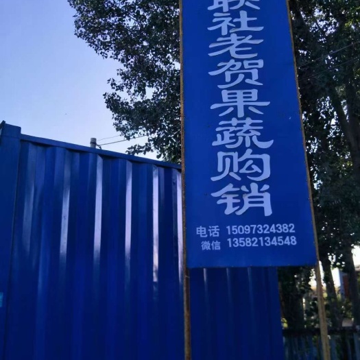 新乐市博洋