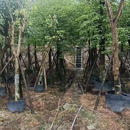 南靖县老母鸡。4一5年
