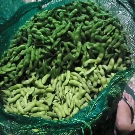 博白县广西博白绿宝石毛豆大量上市了，颗粒饱满，口感很好，欢迎骚扰