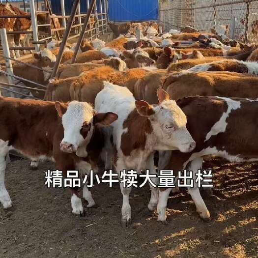嘉祥县刚出栏一批三个多月西门塔尔牛犊子，体型好价格便宜都是做好疫苗