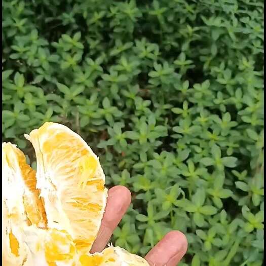 眉山伦晚橙