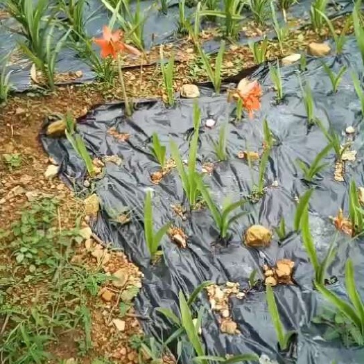 英德市朱顶红种球 朱顶红地苗
