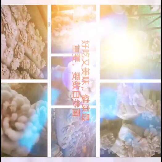 剑川县优质白参菌干鲜品