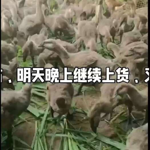 南宁灰鹅苗
