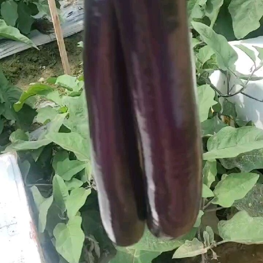 博白县茄子大量上市，条行颜色鲜艳！烧烤茄子中茄子长期有货！