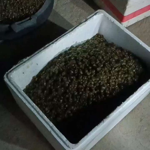 郸城县飘螺大量供应