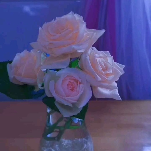 香槟玫瑰