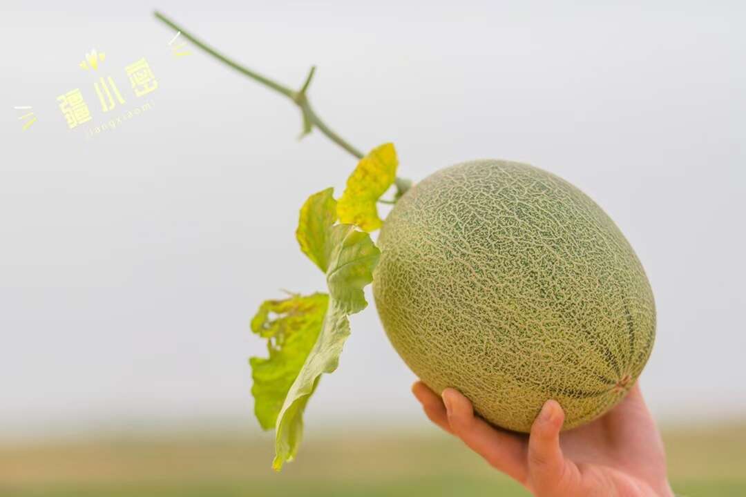 西州蜜  西周蜜25号火热上市新疆吐鲁番火焰山哈密瓜