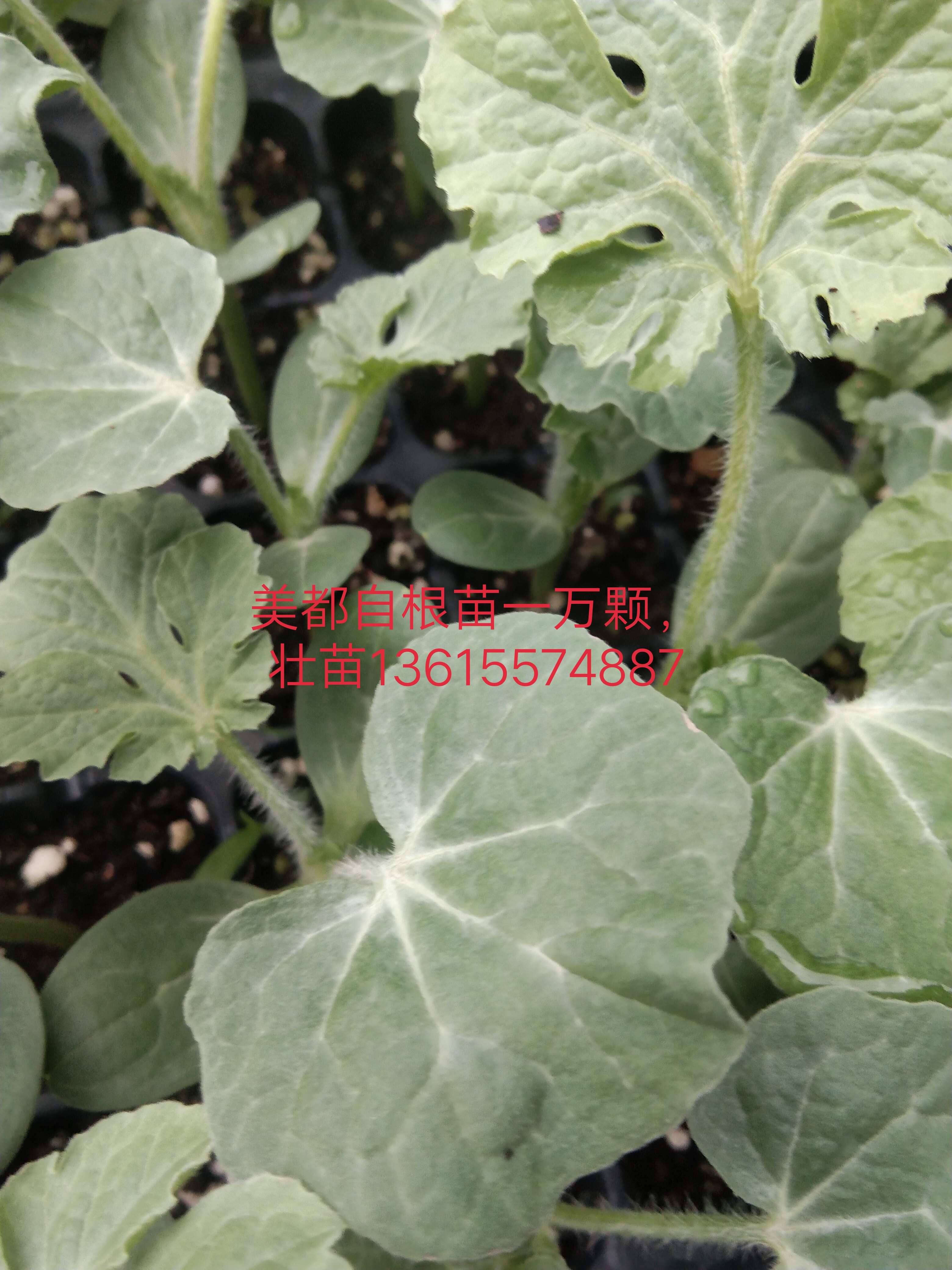 健程育苗基地