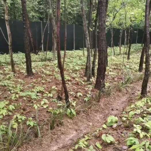 苍溪县淫羊藿（干货）