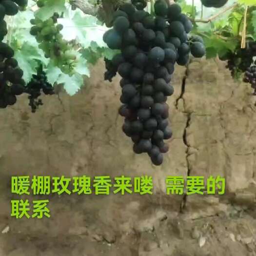 昌黎县玫瑰香葡萄大量上市