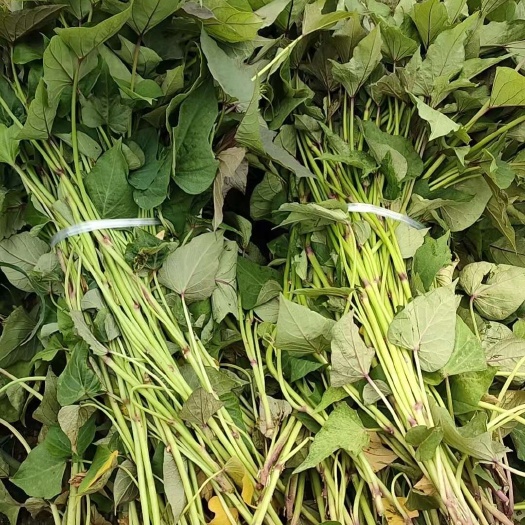 夏津县济薯26红薯苗红薯种高代脱毒基地直销