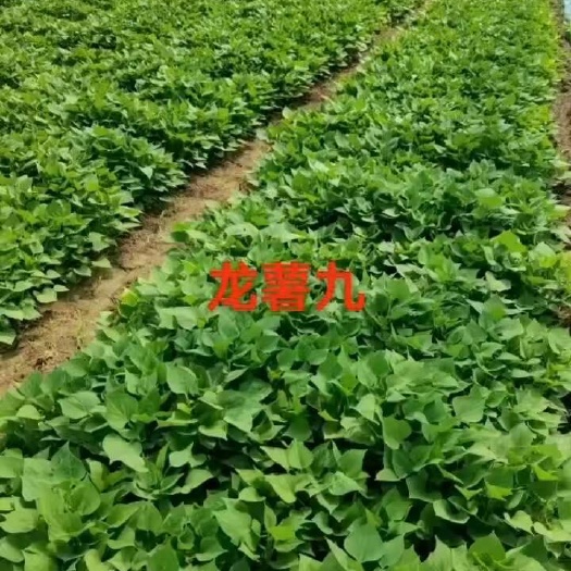 夏津县龙薯9号红薯苗脱毒高代成活率高