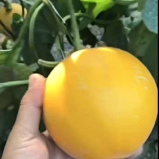 獻縣伊麗莎白甜瓜
