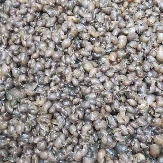 郸城县2024年5.2号起飘螺脆螺大量有货供应大小规格 量大价优