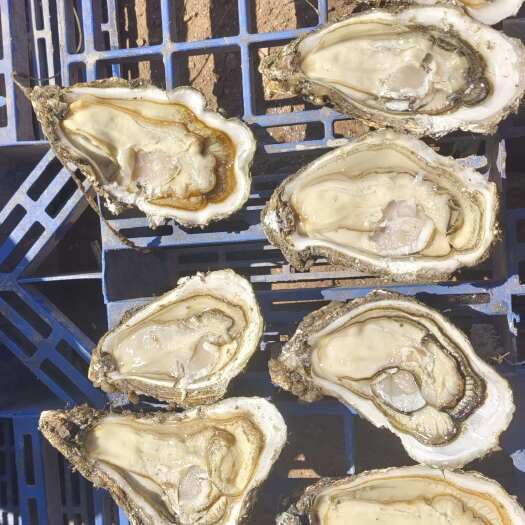 大连3-8可精选，可毛料，