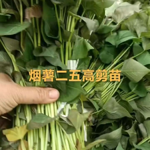夏津县烟薯25红薯苗脱毒高代