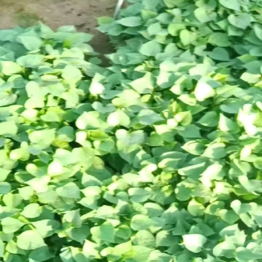 夏津县西瓜红红薯苗脱毒高代成活率高现货现发