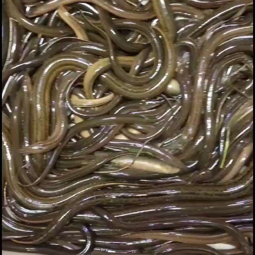 洪湖市纯黄鳝，品质保障，肉质细腻