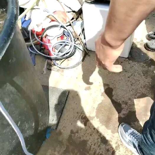 日照优质梭子蟹苗