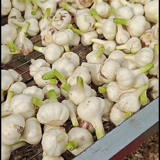 周口扒皮大蒜
