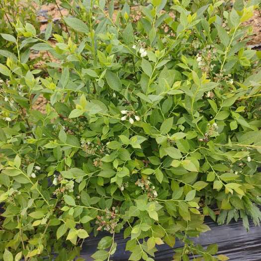 莒南县h5蓝莓苗1800颗待售