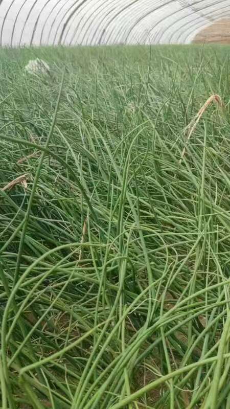 高台县高洋葱