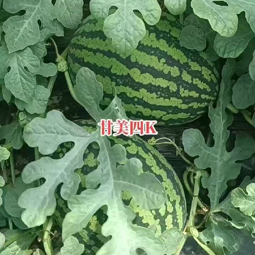 蒲城县陕西西瓜甘美4k 即将上市