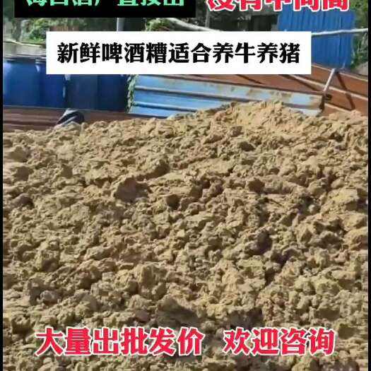 海口海南新鲜啤酒糟，海口啤酒厂直出
