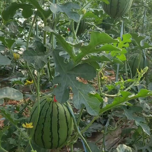 蒲城县陕西蒲城小糖丸吊篮西瓜