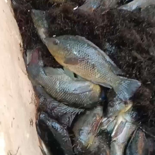 红树林海水生态罗非