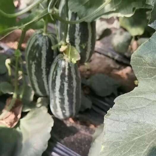 新乐市产地供应冷棚博洋九和六一，星甜系列等各种甜瓜