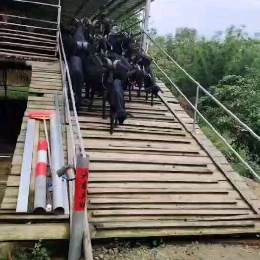 恩平市价格17   漂亮60只群走黑山羊
