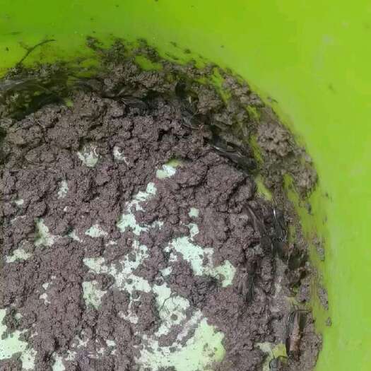 浦北县生蝼蛄，有没有收的？