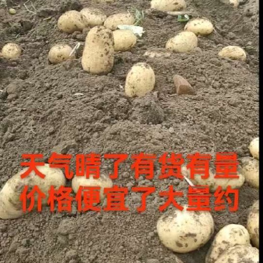 㓇土5号土豆，三两起步，产地直销，一手货源，欢迎下单
