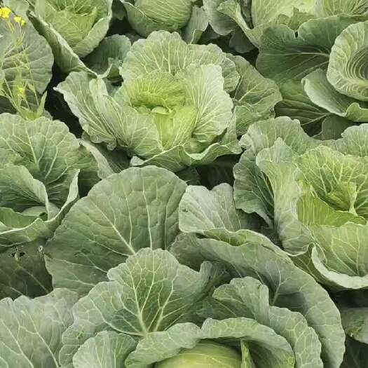 天门市京丰一号包菜，奥奇娜包菜