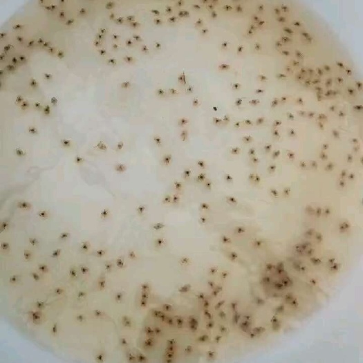 大量梭子蟹苗现货秒发
