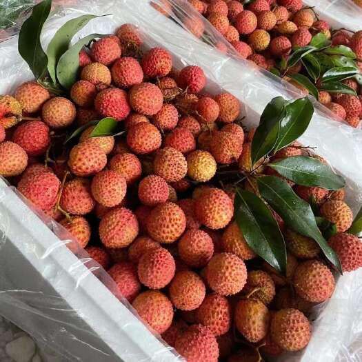 高州市广东桂味 核小 肉厚 荔枝桂味 产地直批