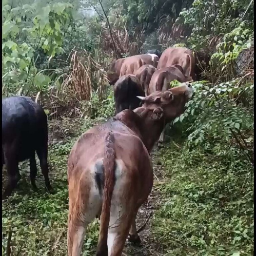 杭州高山纯放养黄牛