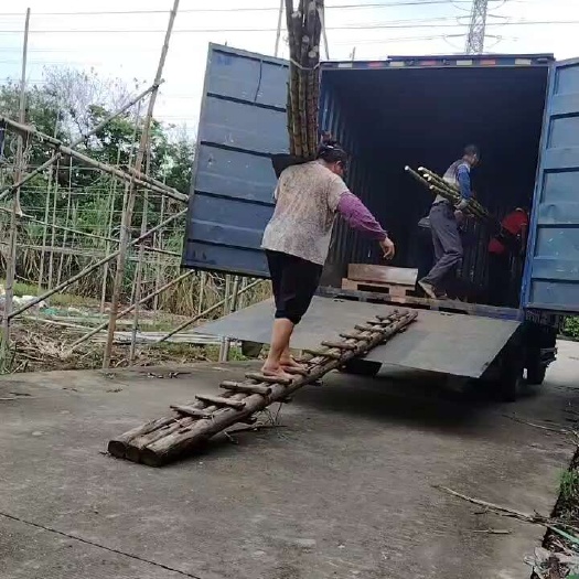 上等的榨汁黄皮