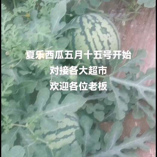 运城麒麟瓜